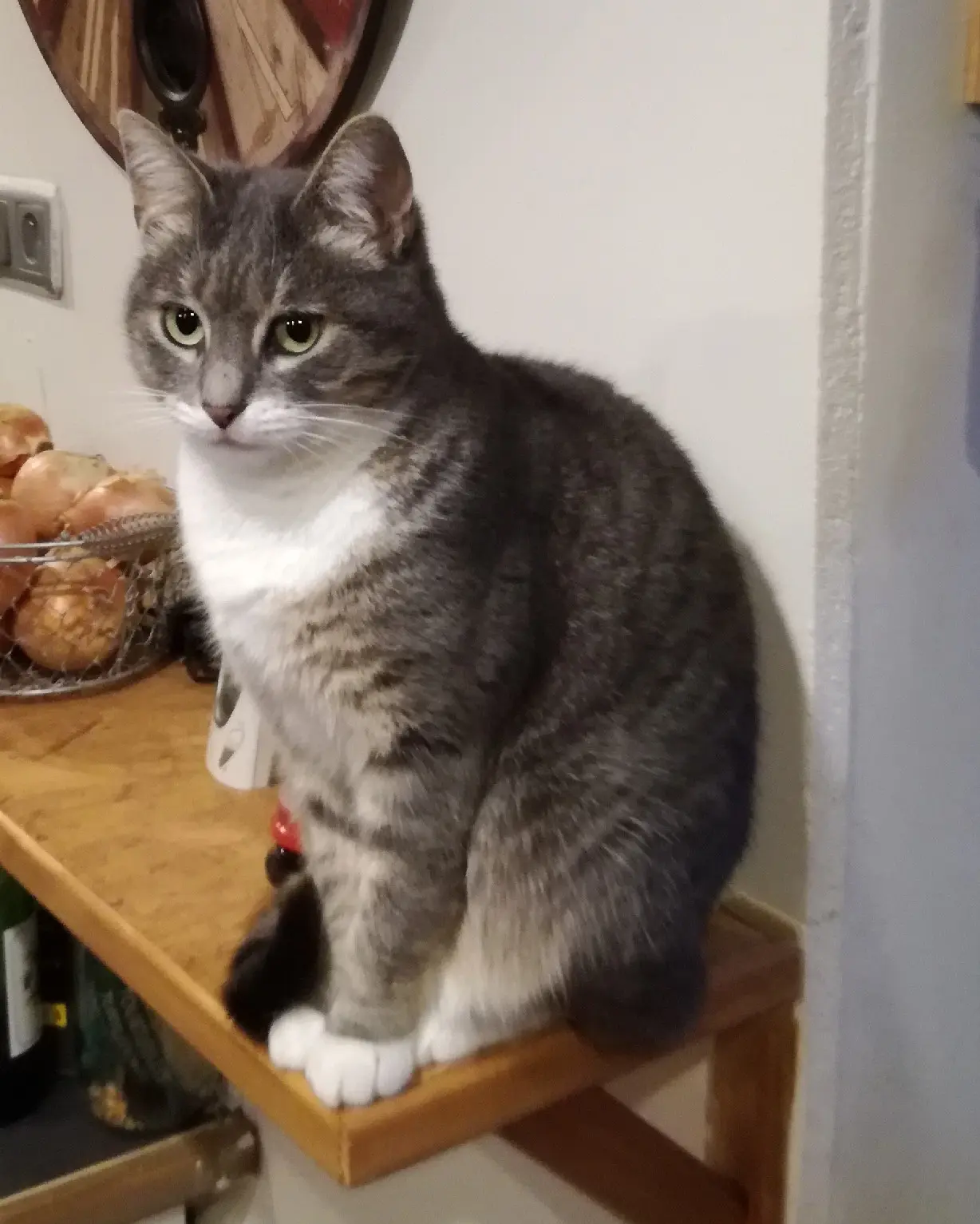 Chatte Perdue 06 Alpes-Maritimes Nice - Lady Chatte Perdue 06 Alpes-Maritimes Nice - Lady
