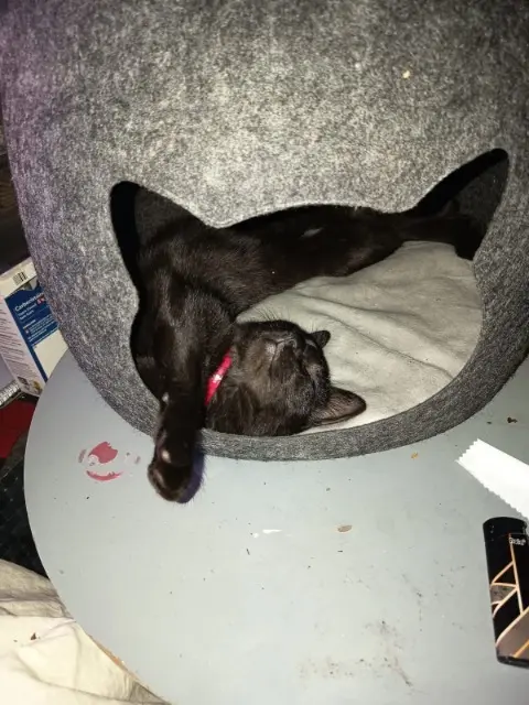 chatte lost    Nice Loki