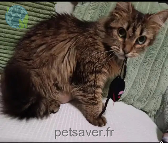 cat lost    Nice Louna