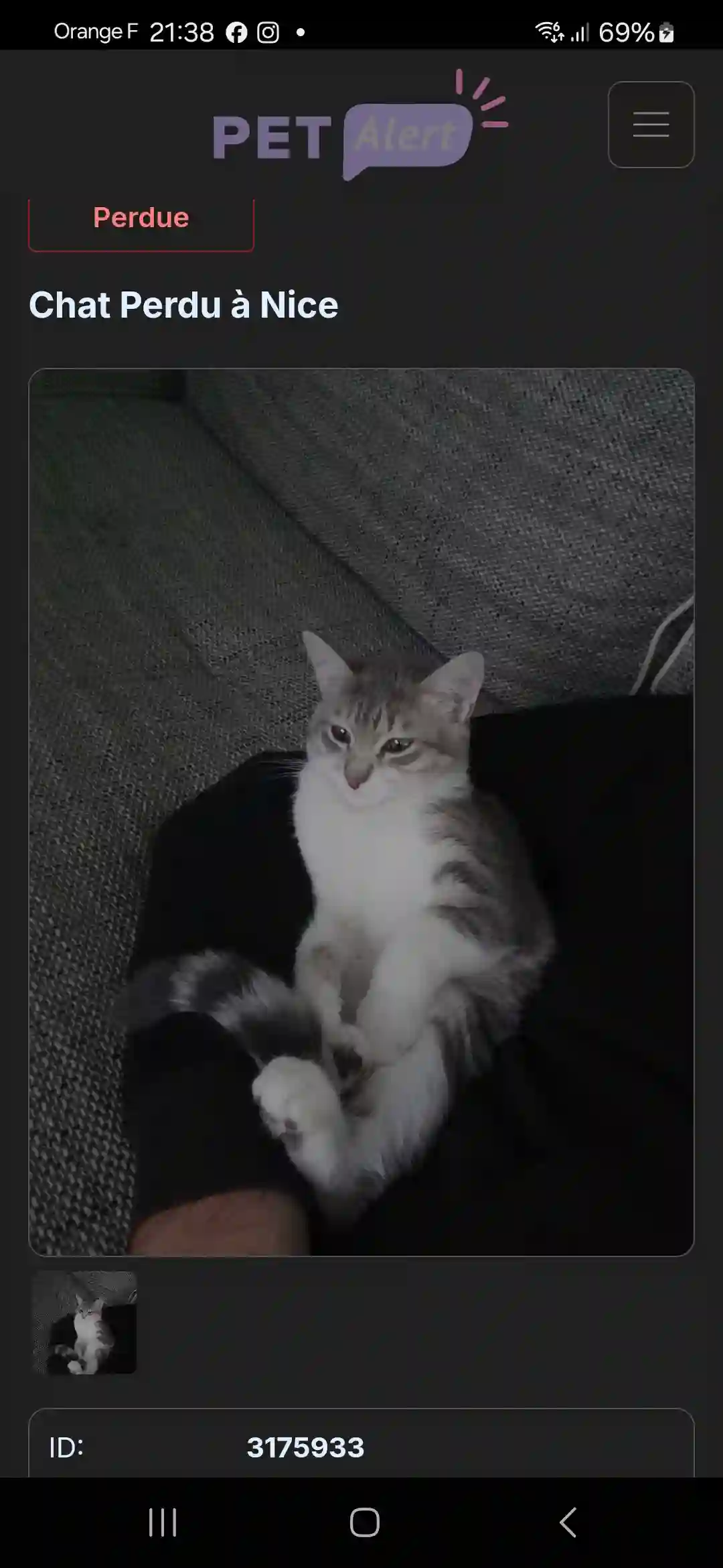 Chatte Perdue 06 Alpes-Maritimes Nice - Luna Chatte Perdue 06 Alpes-Maritimes Nice - Luna