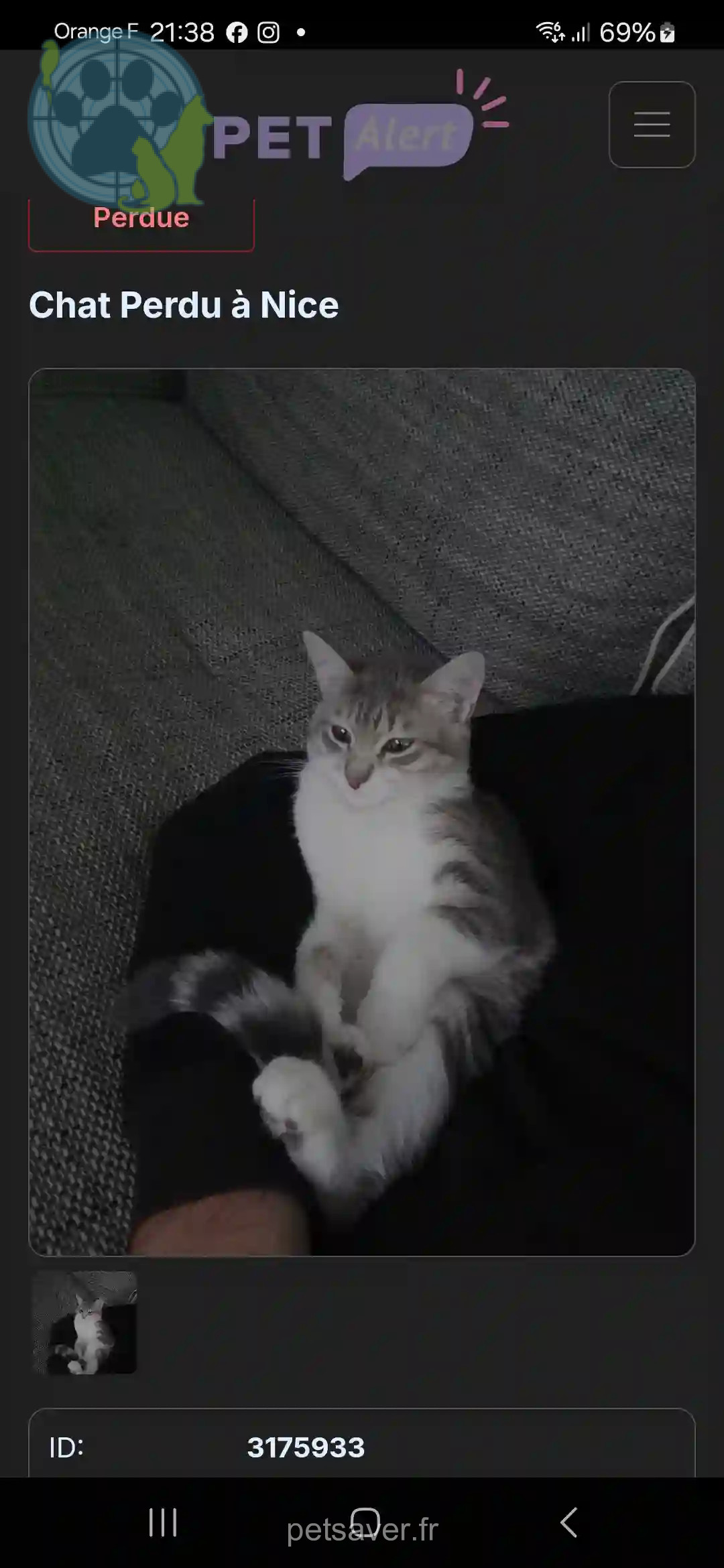Chatte Perdue 06 Alpes-Maritimes Nice - Luna Chatte Perdue 06 Alpes-Maritimes Nice - Luna