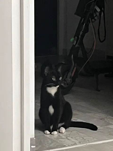 Katze vermisst Nice Luna Katze lost Nice Luna