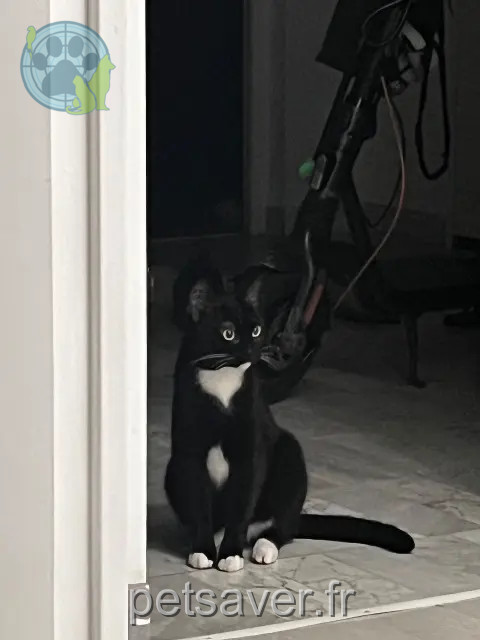 kat vermist Nice Luna kat lost Nice Luna
