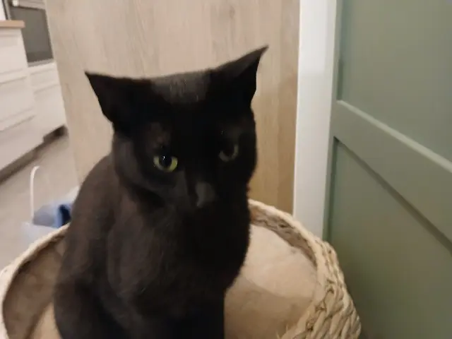 chatte lost    Nice Mia