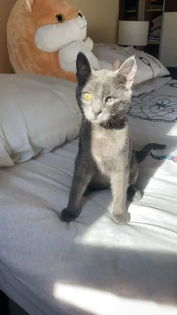 chatte lost    Nice Mia