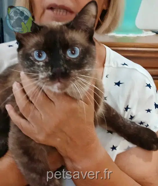 gata lost Nice Miaou