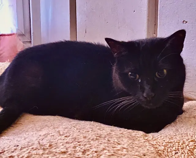 chatte lost    Nice Nala