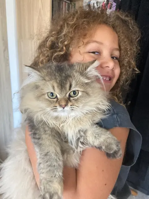 chatte lost    Nice Nala