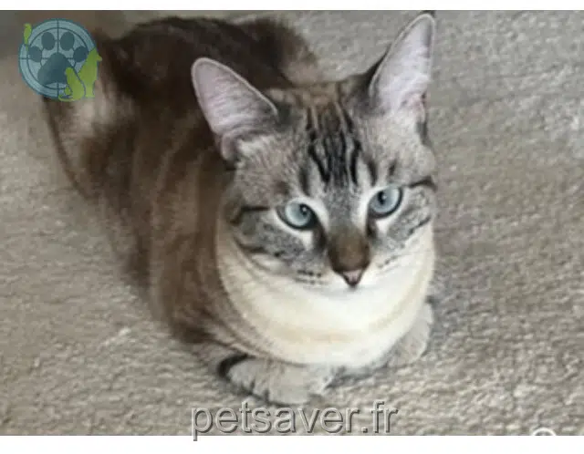 chatte lost Nice Naya