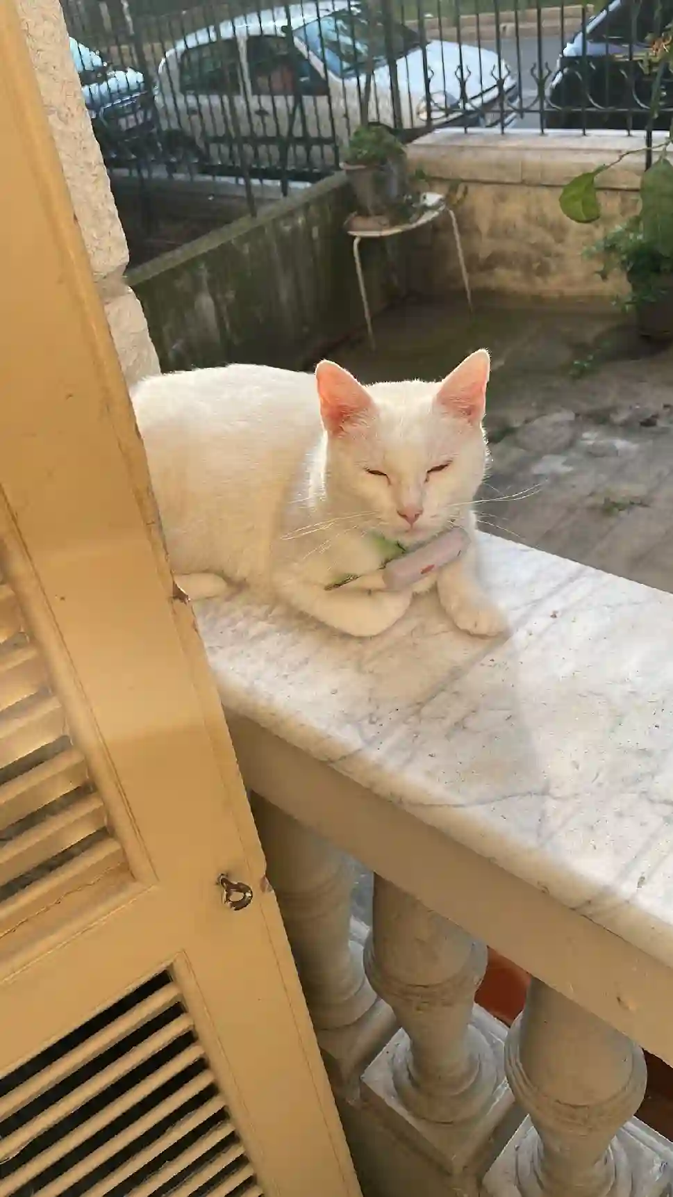 Chatte Perdue 06 Alpes-Maritimes Nice - Nina Chatte Perdue 06 Alpes-Maritimes Nice - Nina
