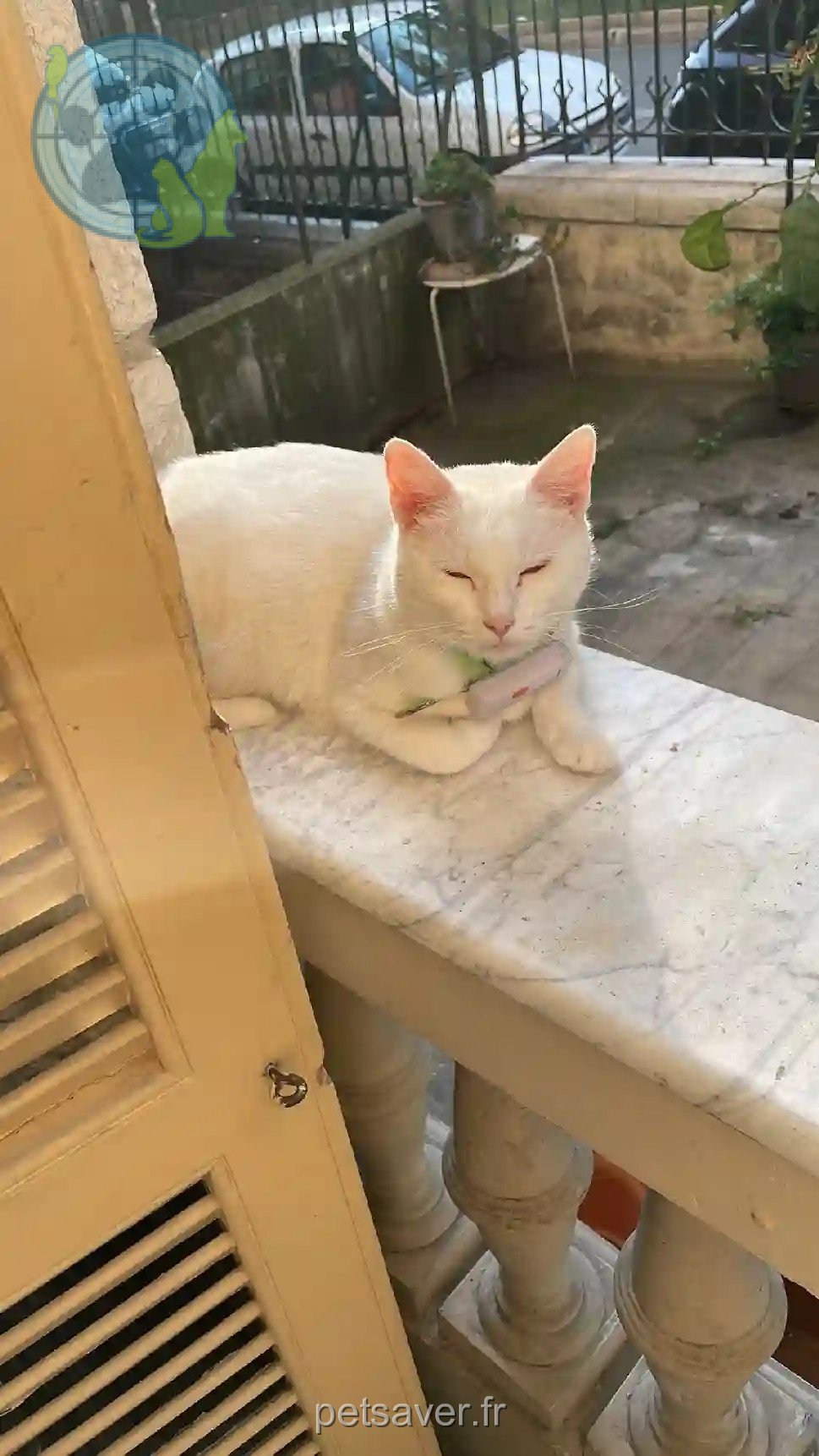 Chatte Perdue 06 Alpes-Maritimes Nice - Nina Chatte Perdue 06 Alpes-Maritimes Nice - Nina