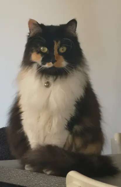 chatte lost    Nice Noisette