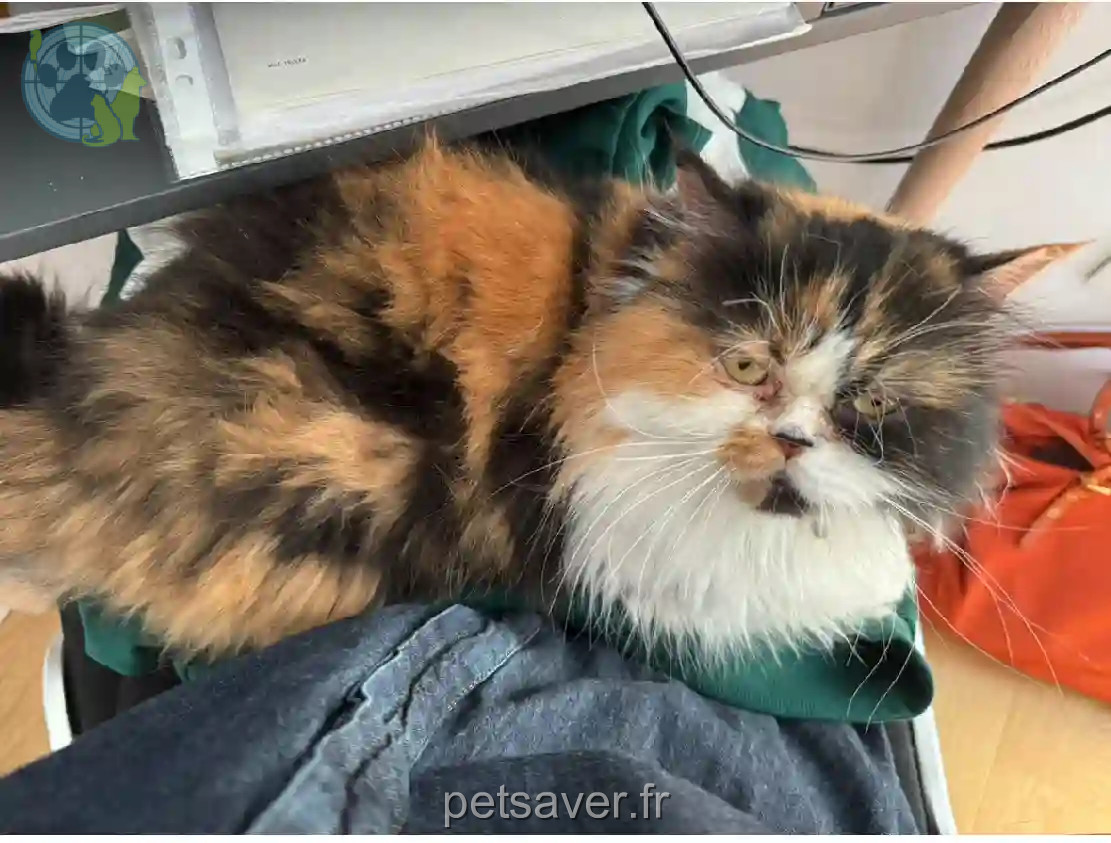 Chatte Perdue 06 Alpes-Maritimes Nice - Notre Chatte Perdue 06 Alpes-Maritimes Nice - Notre