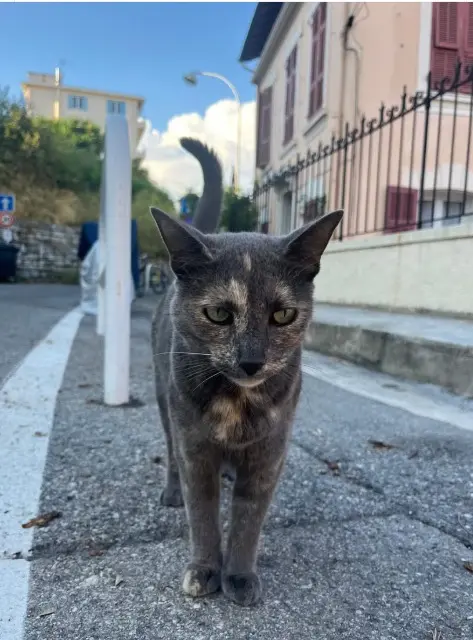 chatte lost    Nice Pearly