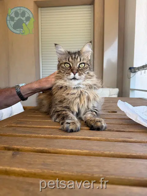 cat lost Nice Rosa