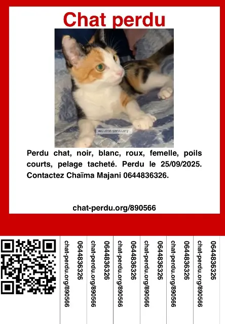 chatte lost    Nice Sierrah