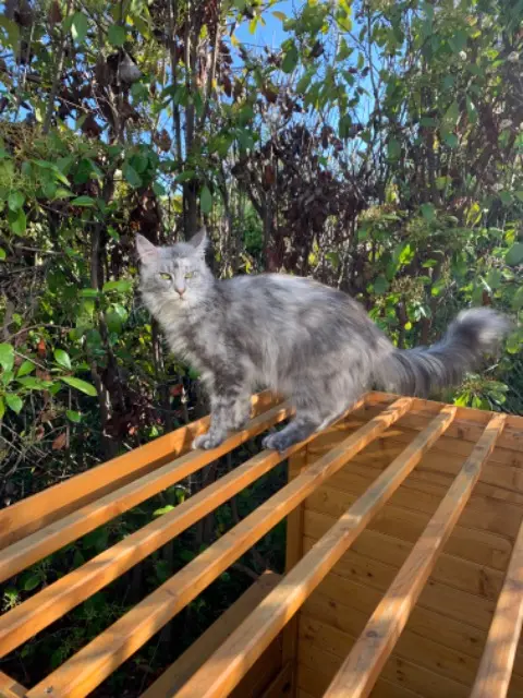 chatte lost    Nice Toscane