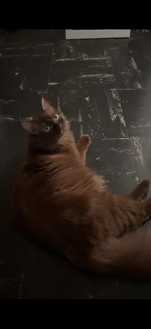 chatte lost    Nice Vayavaiana