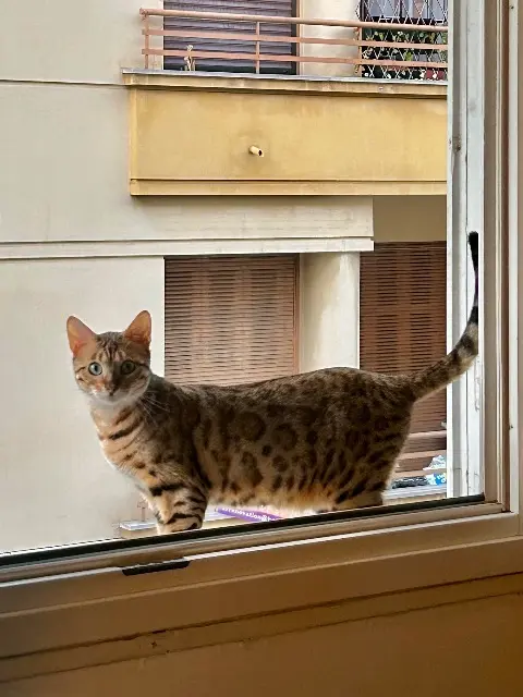 chatte lost    Nice Vaïana