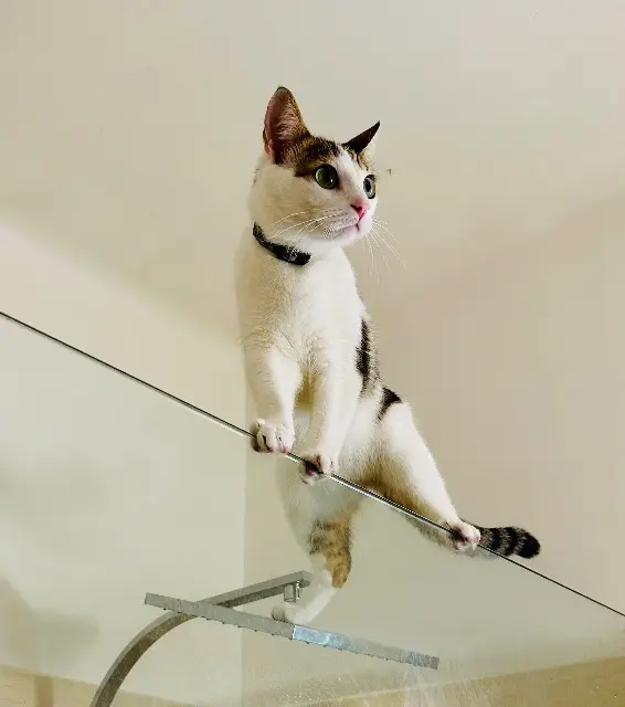 chatte lost    Nice Vénus