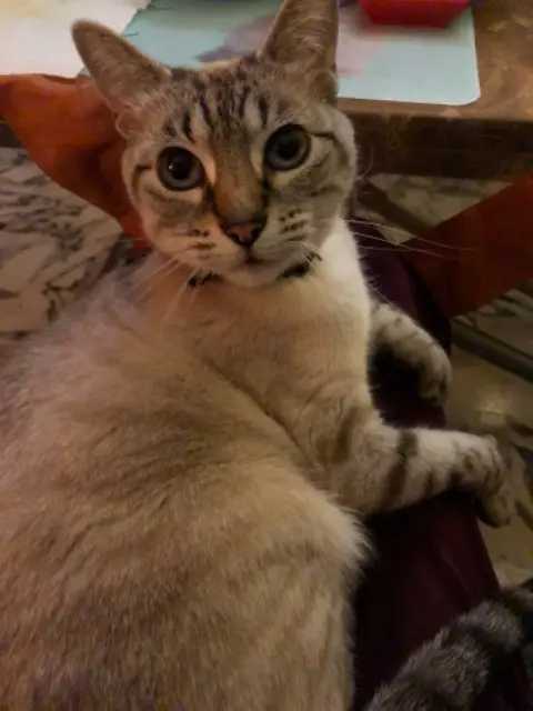 chatte lost    Nice Yoshi