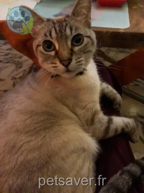 Katze vermisst Nice Yoshi Katze lost Nice Yoshi