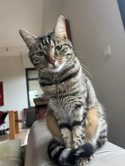 chatte lost    Nice Yuka