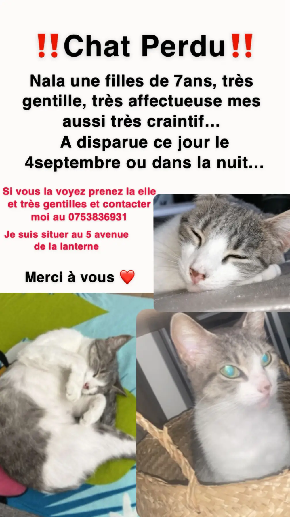 Chatte Perdue 06 Alpes-Maritimes Nice Chatte Perdue 06 Alpes-Maritimes Nice