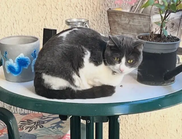 cat lost    Antibes Nina