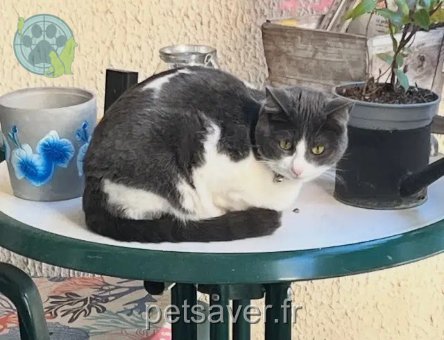 gata perdida Antibes Nina gata lost Antibes Nina