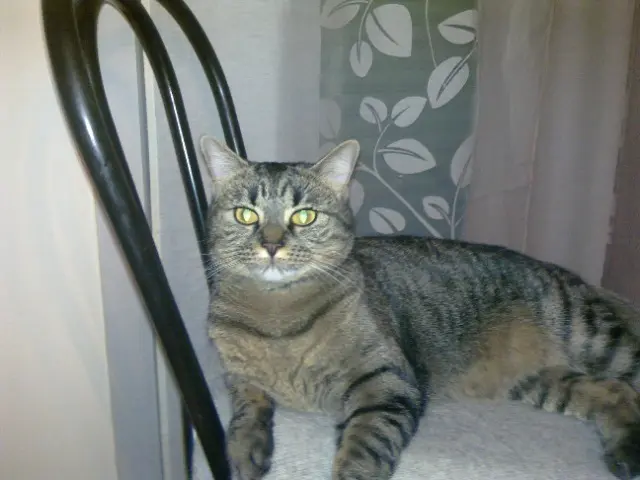 chatte lost   06420 Tournefort Noune