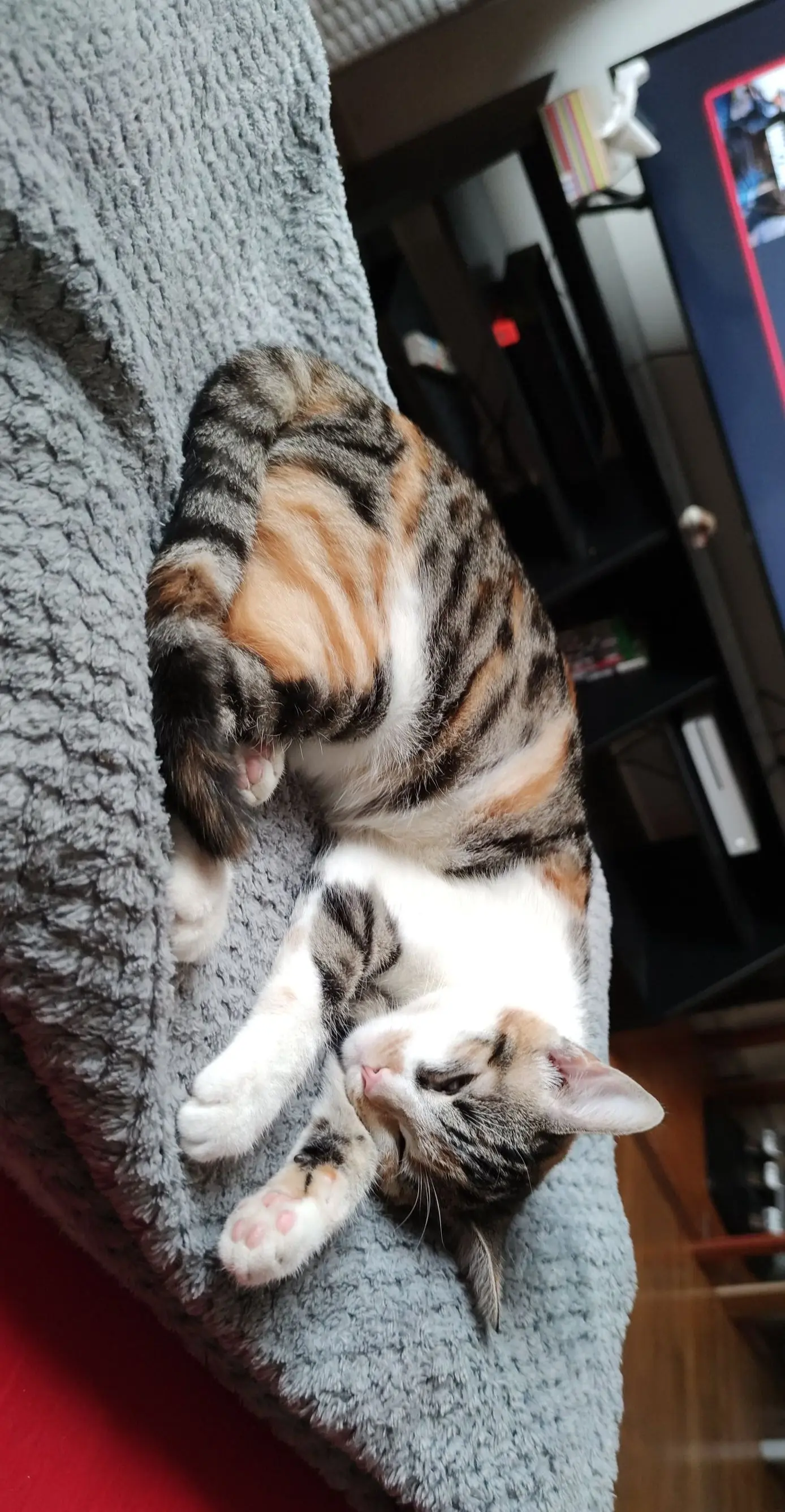 chatte lost   06530 Peymeinade Olianna