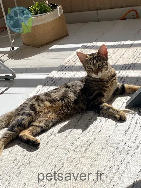 chatte lost   06220 Vallauris Onyx