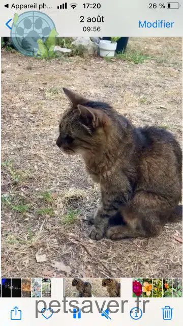 chatte lost 06360 Èze Pequenette