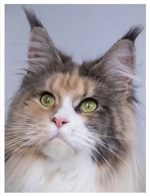 cat lost    Antibes Philaé
