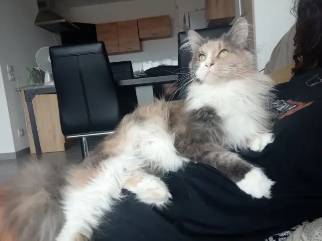 chatte lost    Antibes Philaé