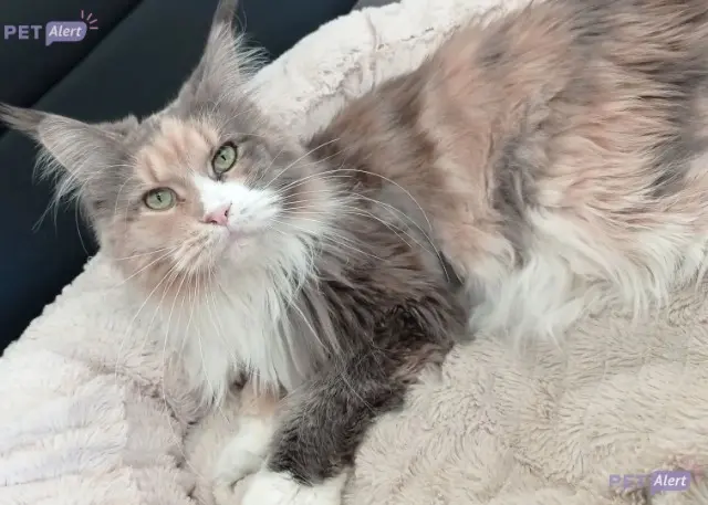 chatte lost    Antibes Philaé