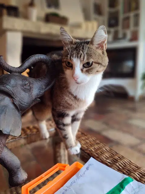 chatte lost   06140 Vence Pinkie