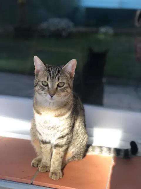 chatte lost   06250 Mougins Poppy