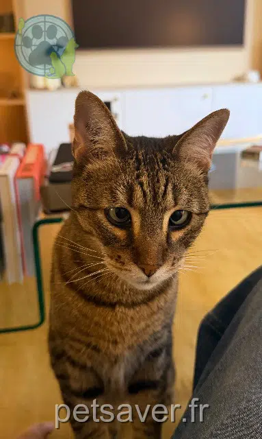 chatte lost 06460 Saint-Vallier-de-Thiey Poupoune