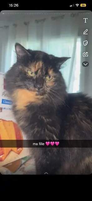 chatte lost   06270 Villeneuve-Loubet Poushinka