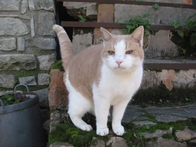 chatte lost   06250 Mougins Pucette