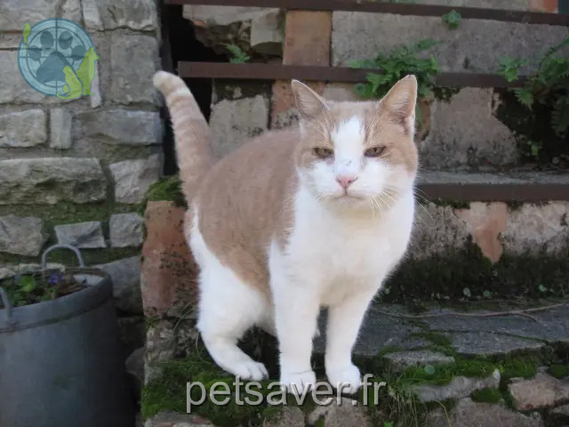 gata perdida 06250 Mougins Pucette gata lost 06250 Mougins Pucette
