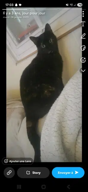 Katze lost   06270 Villeneuve-Loubet Raviole