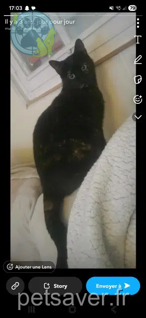 gata perdida 06270 Villeneuve-Loubet Raviole gata lost 06270 Villeneuve-Loubet Raviole