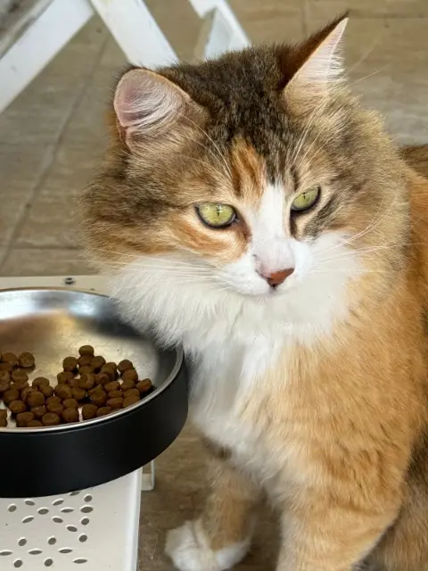 chatte lost   06140 Vence REVA