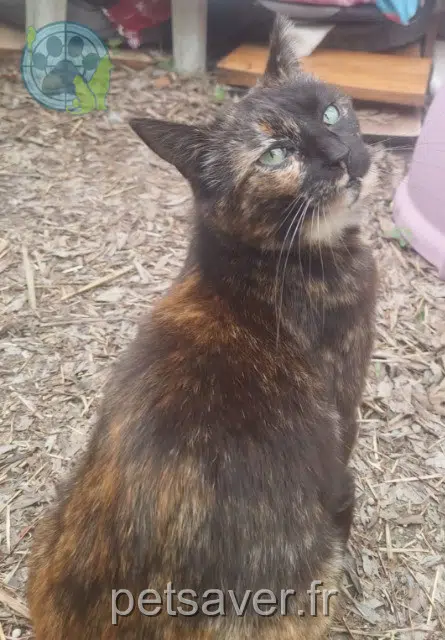 cat lost   06110 Le Cannet Ruby