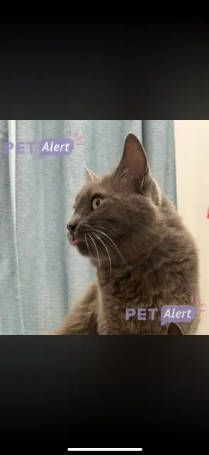 chatte lost   06790 Aspremont Smookie