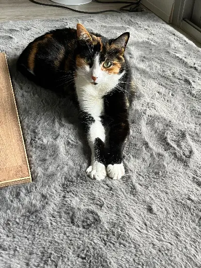 Chatte Perdue 06 Alpes-Maritimes - Spayssou Chatte Perdue 06 Alpes-Maritimes - Spayssou