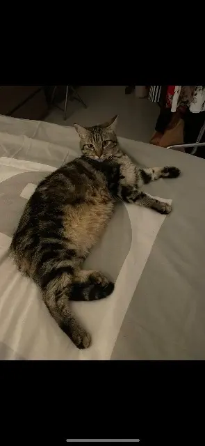 chatte lost   06210 Mandelieu-la-Napoule Stark